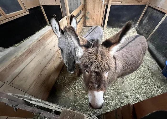 Steffi Apartament Fliess